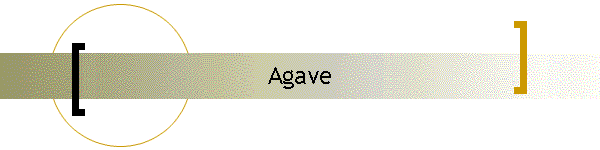 Agave