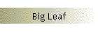 Big Leaf