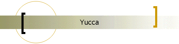 Yucca