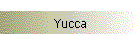 Yucca