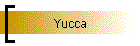 Yucca